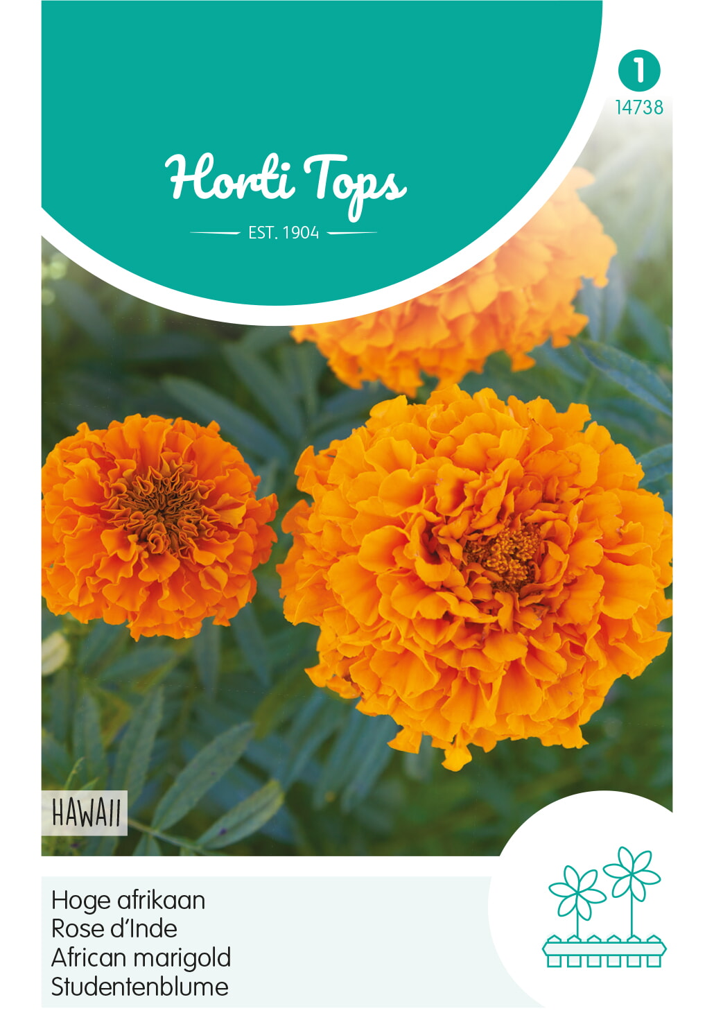 HT Tagetes hoge Afrikaan Zaden Hawaii oranje