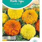 HT Tagetes hoge Afrikaan Zaden Sunset Giants gemengd