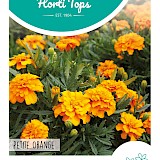 HT Tagetes lage Afrikaan Zaden Petite Orange