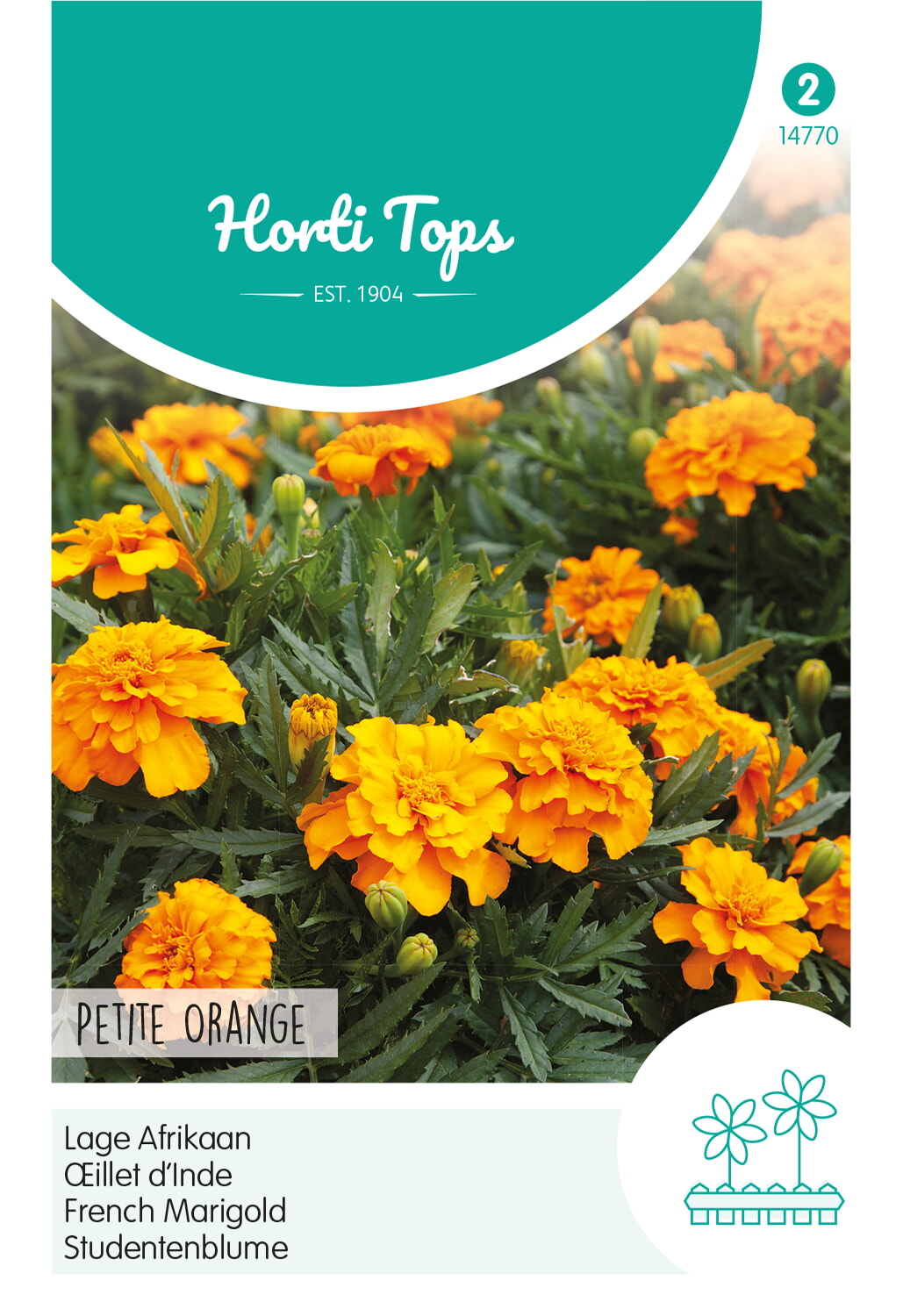 HT Tagetes lage Afrikaan Zaden Petite Orange