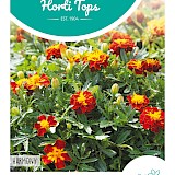 HT Tagetes lage Afrikaan Zaden Petite Harmony