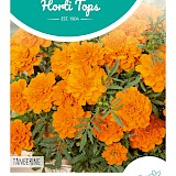 HT Tagetes lage Afrikaan Zaden Tangerine