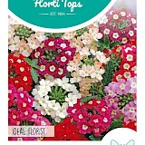 HT IJzerhard Zaden Ideal Florist Gemengd