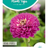 HT Zinnia Zaden Royal Purple Violet