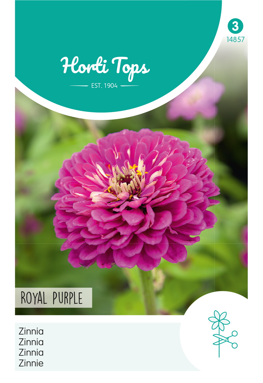 HT Zinnia Zaden Royal Purple Violet