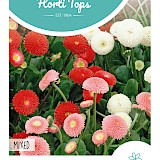 HT Knoopjesmadelief Zaden Pomponette Gemengd