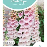 HT Vingerhoedskruid Zaden Apricot Beauty