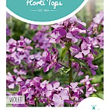 HT Judaspenning Zaden Violet