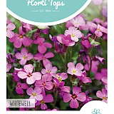 HT Aubrietia Zaden Blauwkussen Whitewell