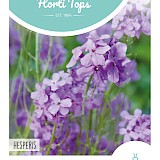 HT Damastbloem Zaden Violet