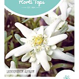 HT Edelweiss Zaden