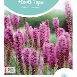 HT Lampenpoetser Zaden Purperrose
