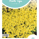 HT Muurpeper Zaden Sedum Geel