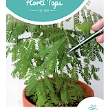 HT Kruidje-Roer-Me-Niet Zaden