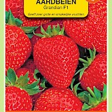 OBZ Aardbeien Zaden Grandian (vh Sarian) F1