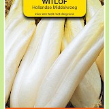 OBZ Witlof Zaden Hollandse Middelvroeg