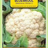 OBZ Bloemkool Zaden Walcheren Winter 5