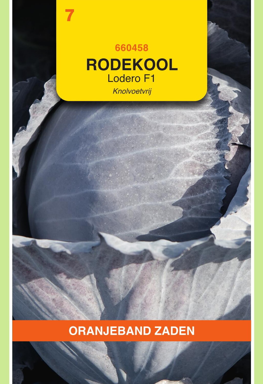 OBZ Rode Kool Zaden Lodero F1, Knolvoetvrij