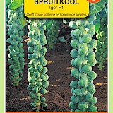 OBZ Spruitkool Zaden Igor F1