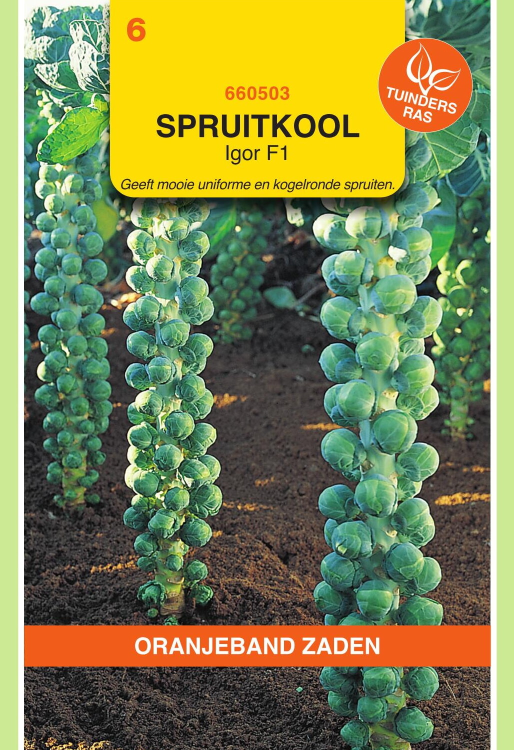 OBZ Spruitkool Zaden Igor F1